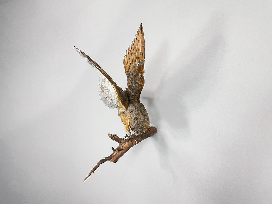 Foto Diving Owl Preparing for the Hunt h54