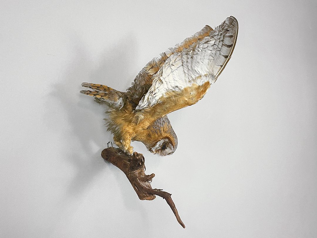 Foto Diving Owl Preparing for the Hunt h54