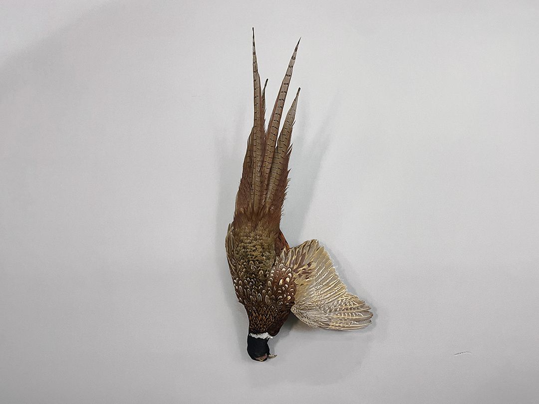 Foto German Hunting Pheasant, Preparation 1952 h85
