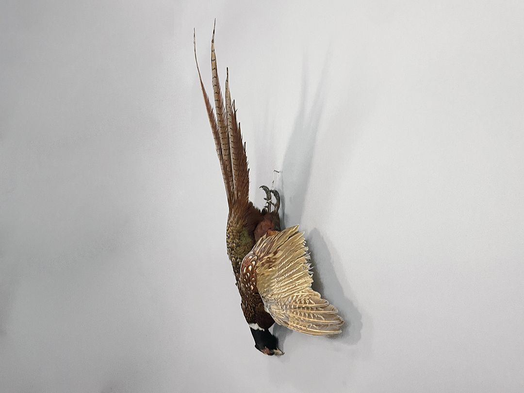 Foto German Hunting Pheasant, Preparation 1952 h85