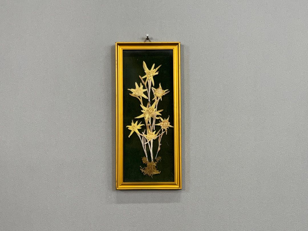Foto Framed Edelweiß Flower Queen of the Alps 1950 h28 25B8