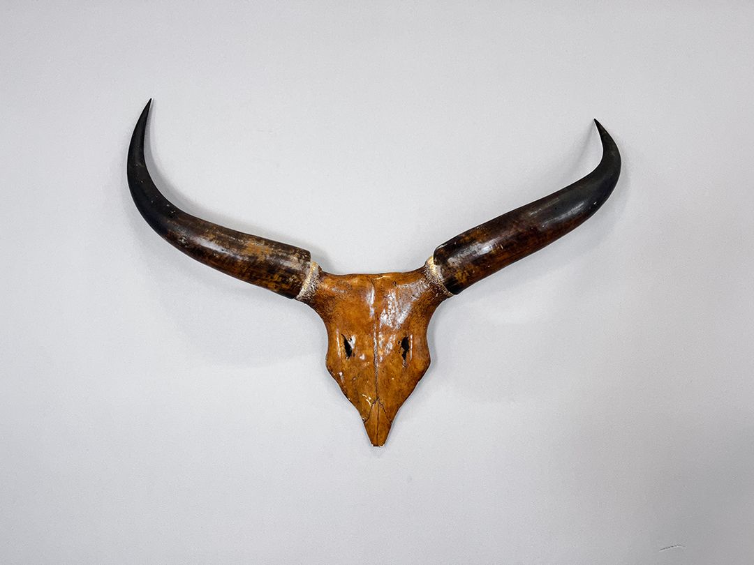 Foto Native American Carved Wooden Texas Longhorn Antlers w80