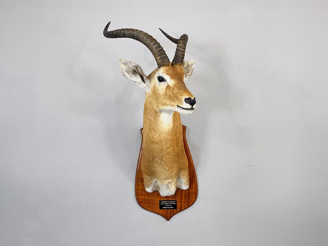 Foto Antilope Taxidermy Hunting Trophy, Present for the Former President of Uganda Idi Amin Dada, 1976