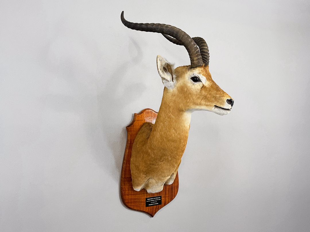 Foto Antilope Taxidermy Hunting Trophy, Present for the Former President of Uganda Idi Amin Dada, 1976