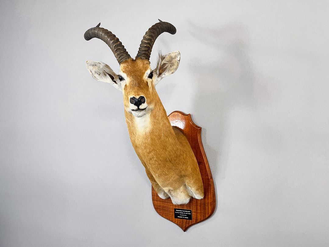 Foto Antilope Taxidermy Hunting Trophy, Present for the Former President of Uganda Idi Amin Dada, 1976
