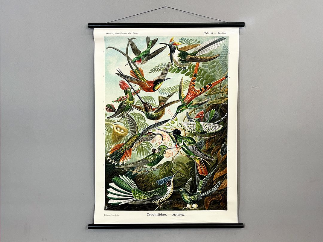 Foto University Poster of Colibri Birds h118x90 10038