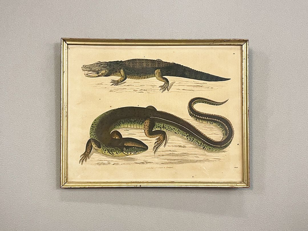 Foto Lithography of Lizard and Crocodile h22x27 24B32
