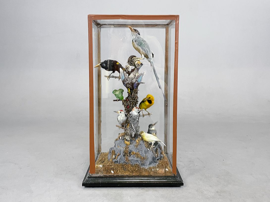 Foto Panopticon Various Birds in a Showcase h68