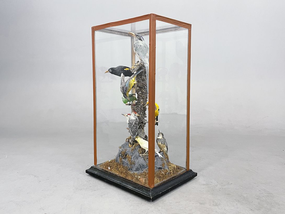Foto Panopticon Various Birds in a Showcase h68