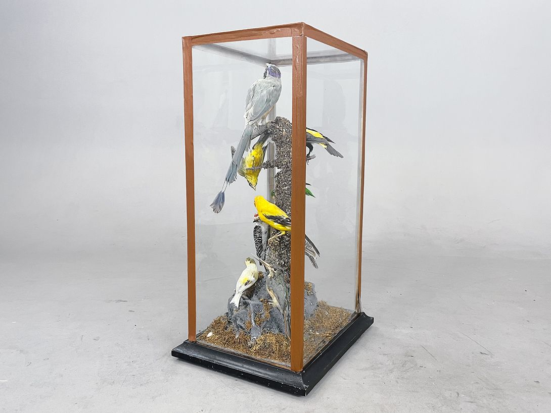 Foto Panopticon Various Birds in a Showcase h68