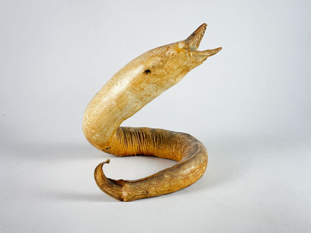 Foto Eel Taxidermy h29