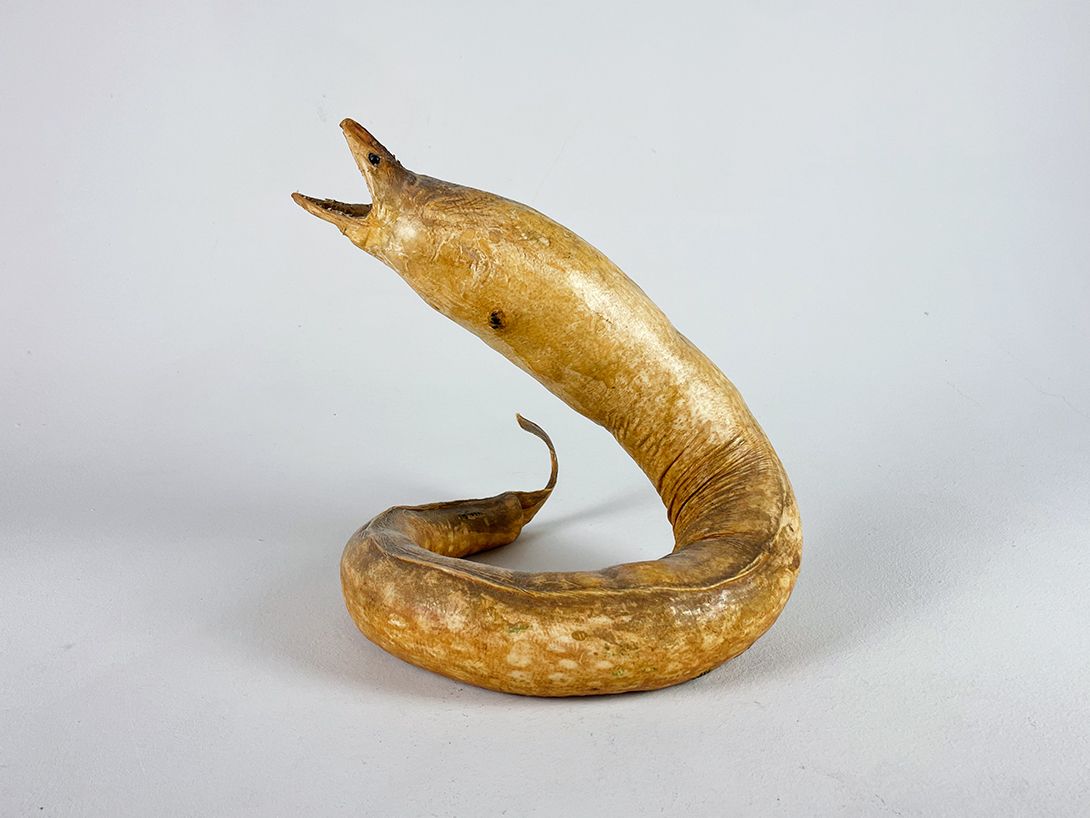 Foto Eel Taxidermy h29