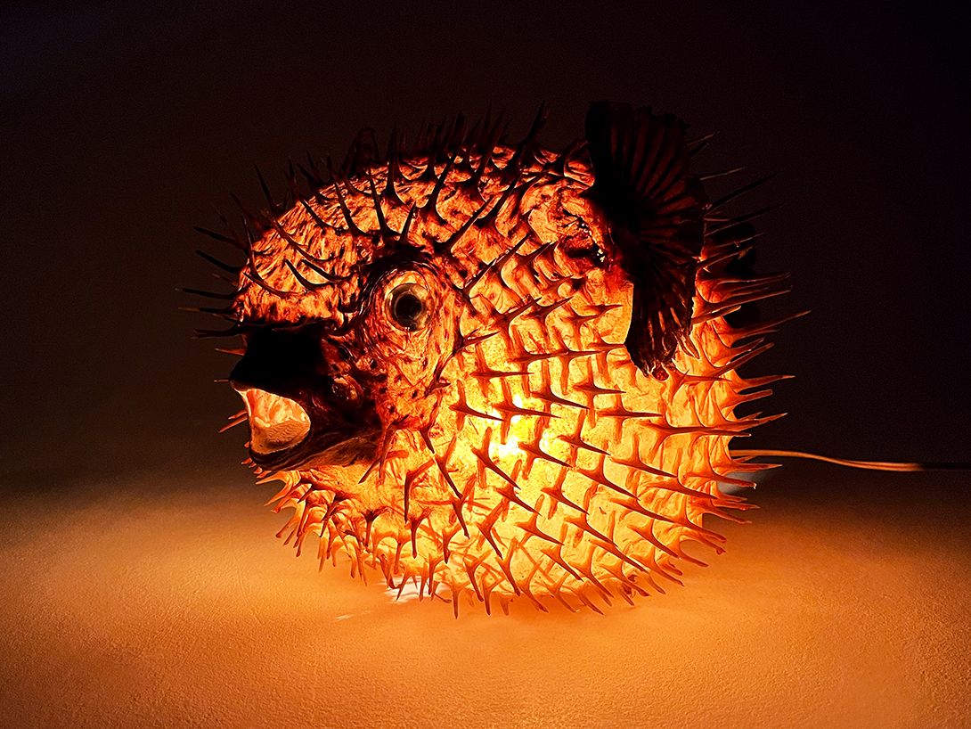 Foto Scary Puffer Fish Taxidermy Lamp h27