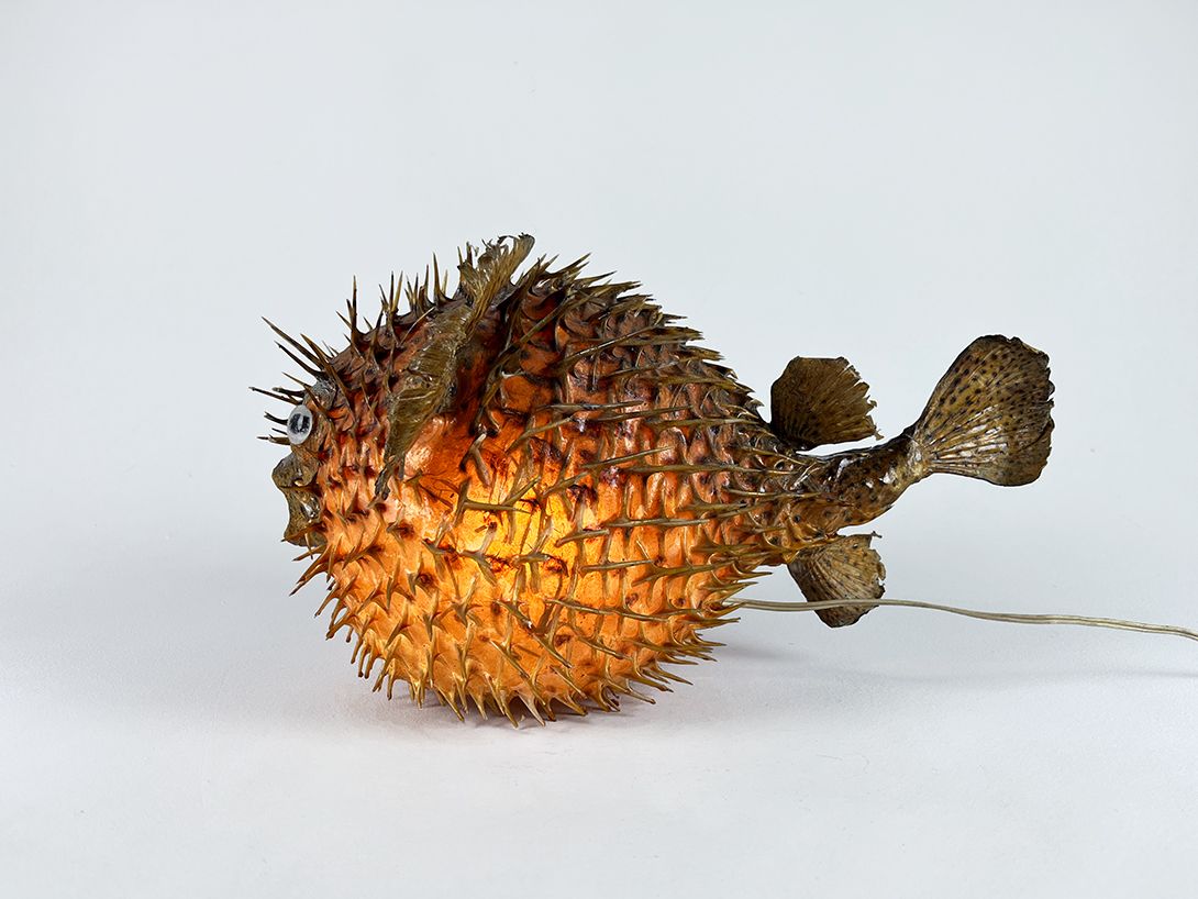 Foto Scary Puffer Fish Taxidermy Lamp h27