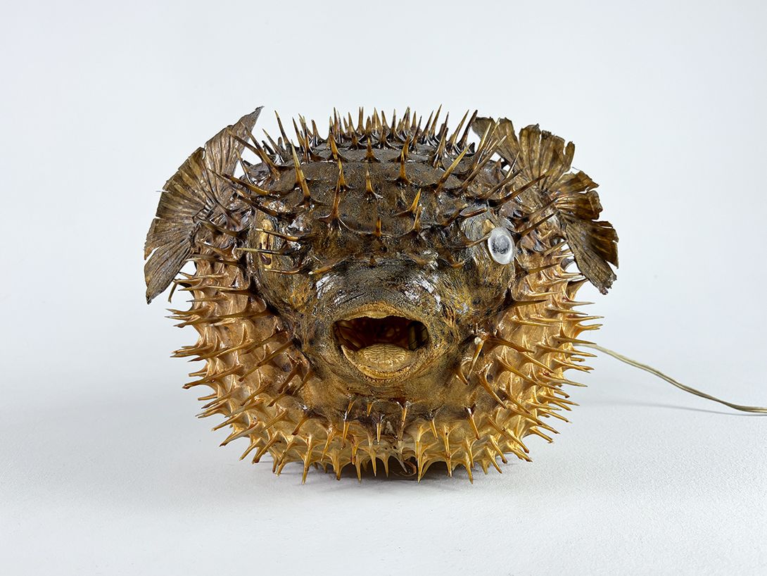 Foto Scary Puffer Fish Taxidermy Lamp h27