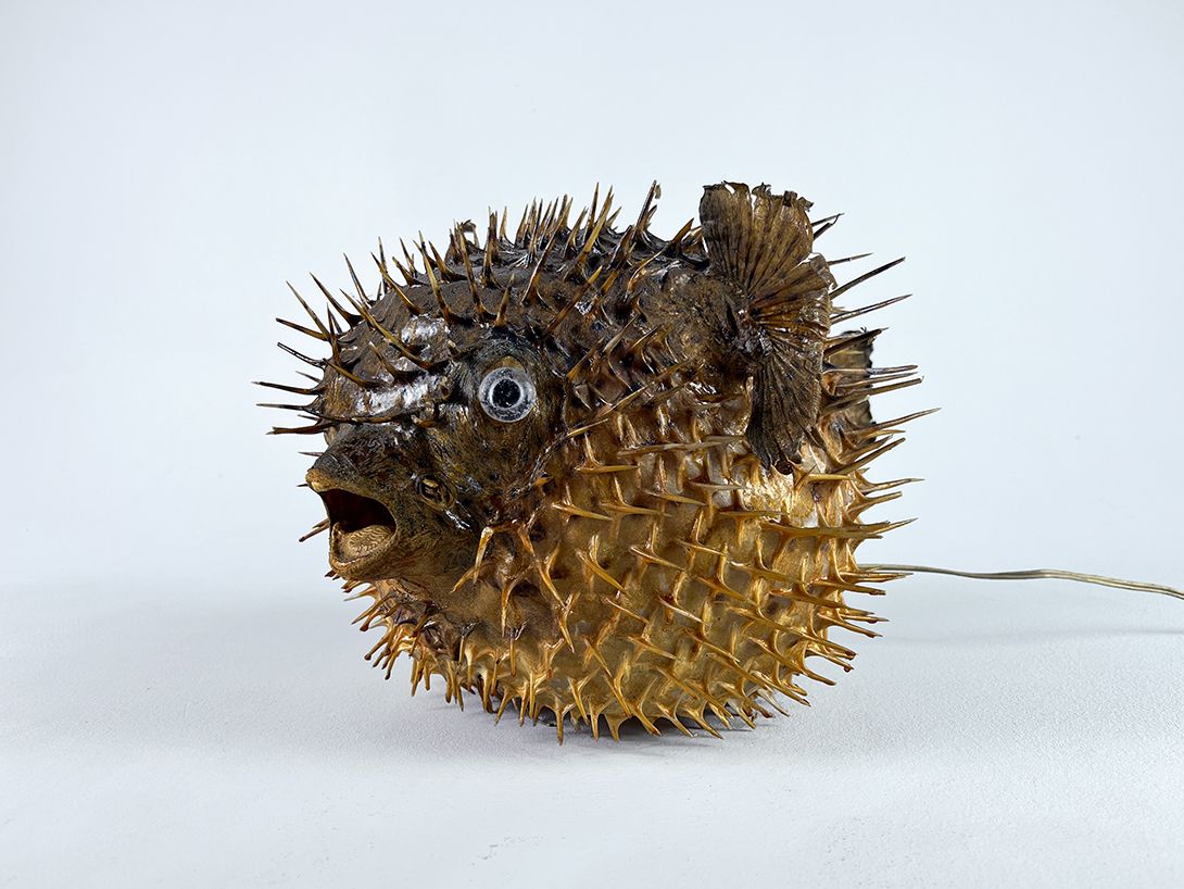 Foto Scary Puffer Fish Taxidermy Lamp h27
