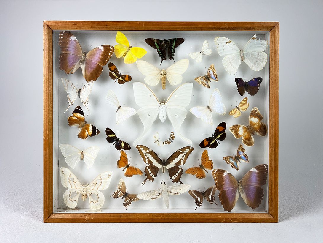Foto Diorama Lots of Butterflies in Wooden Frame h40