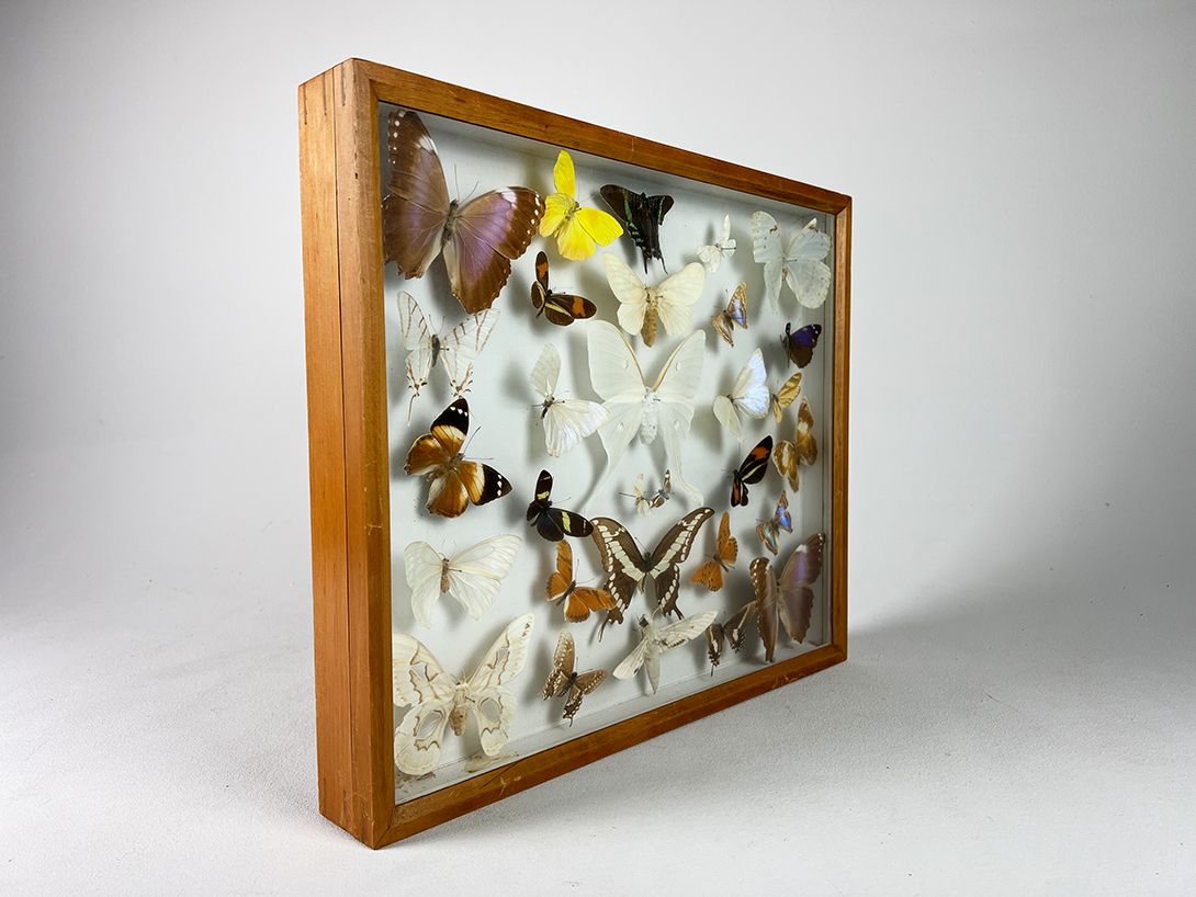 Foto Diorama Lots of Butterflies in Wooden Frame h40