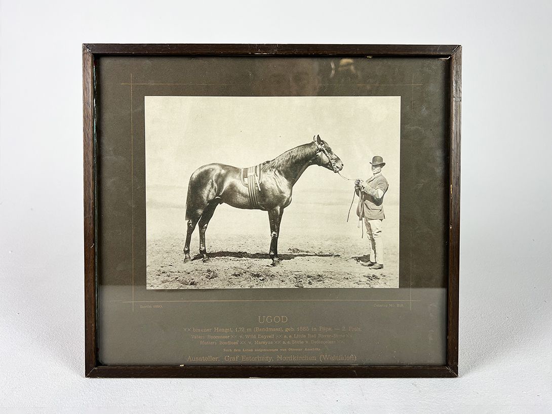 Foto Photography of horse Ugod *1885 Racewinner in Berlin 1890 h29