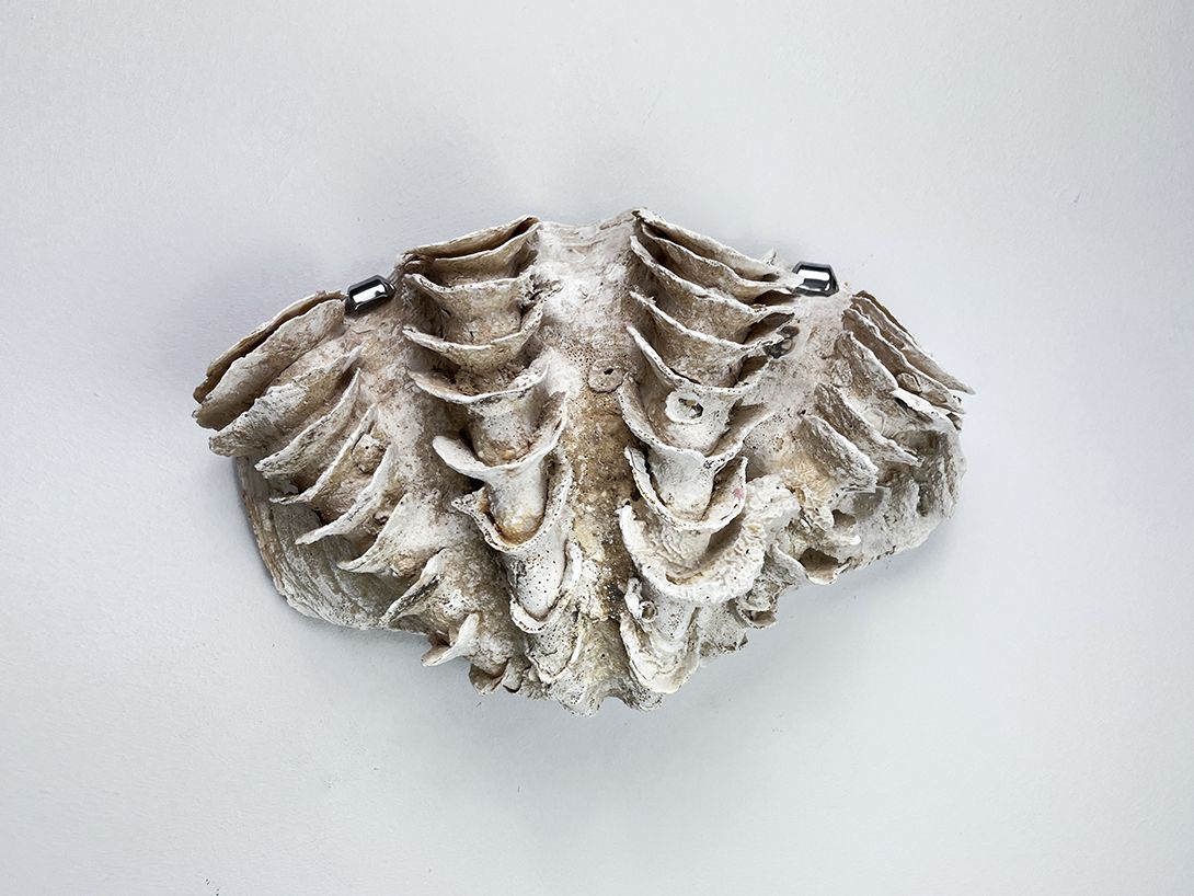 Foto Precious Decorative Big Shell Wall Ornament h26