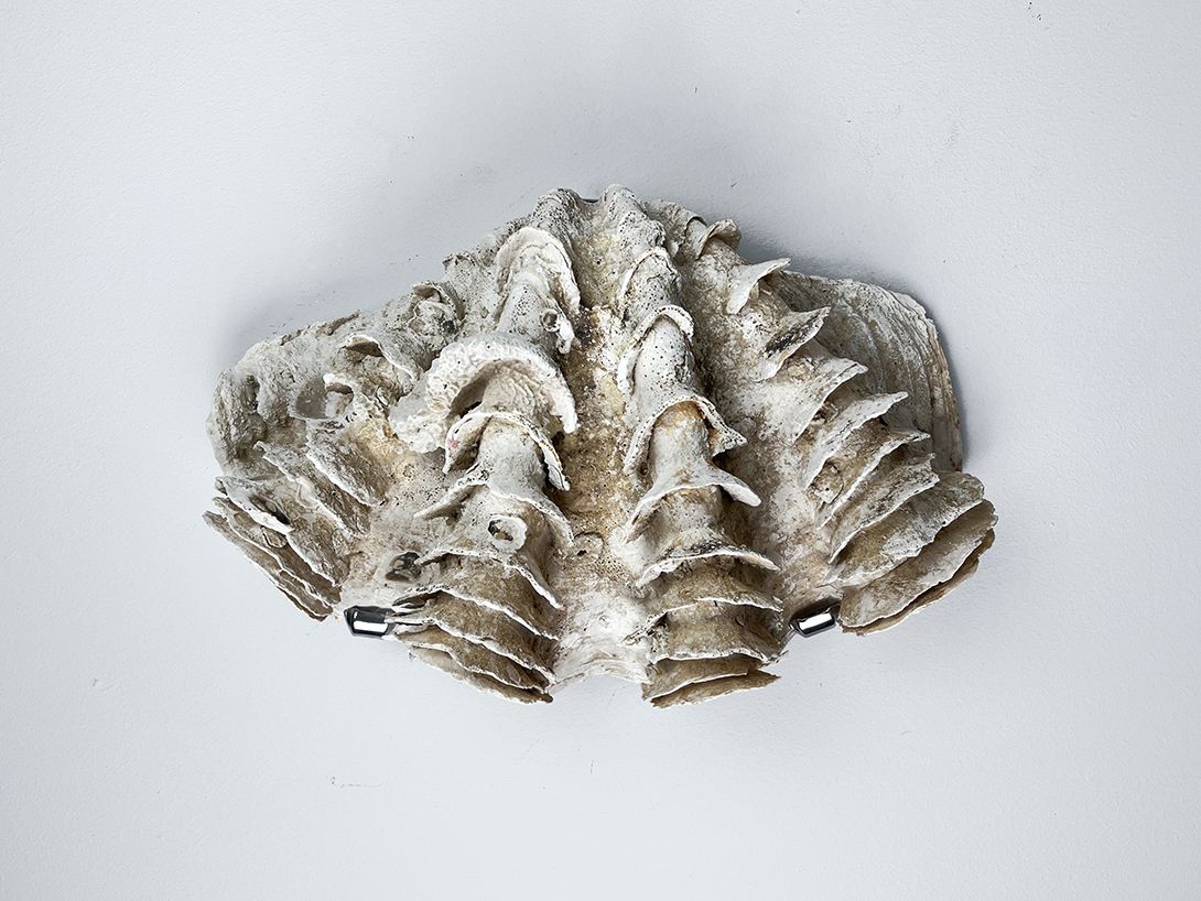 Foto Precious Decorative Big Shell Wall Ornament h26
