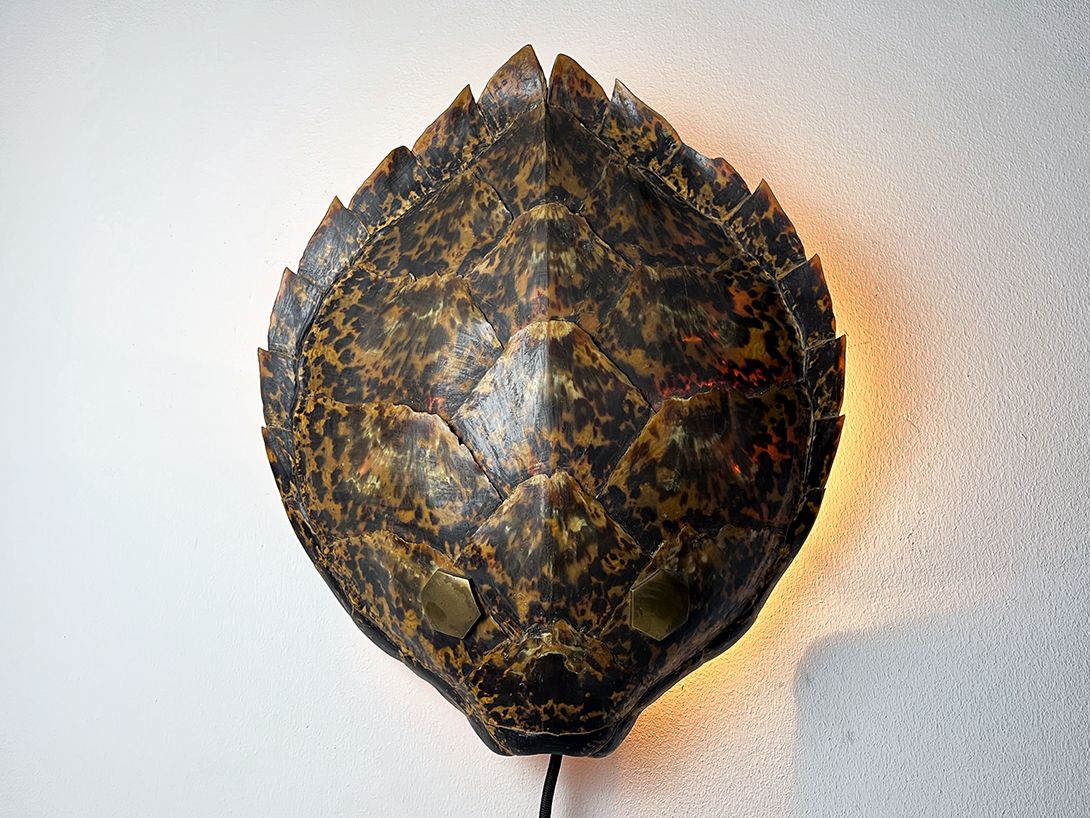 Foto Large Turtle Shell Dummy Wall Lamp h44
