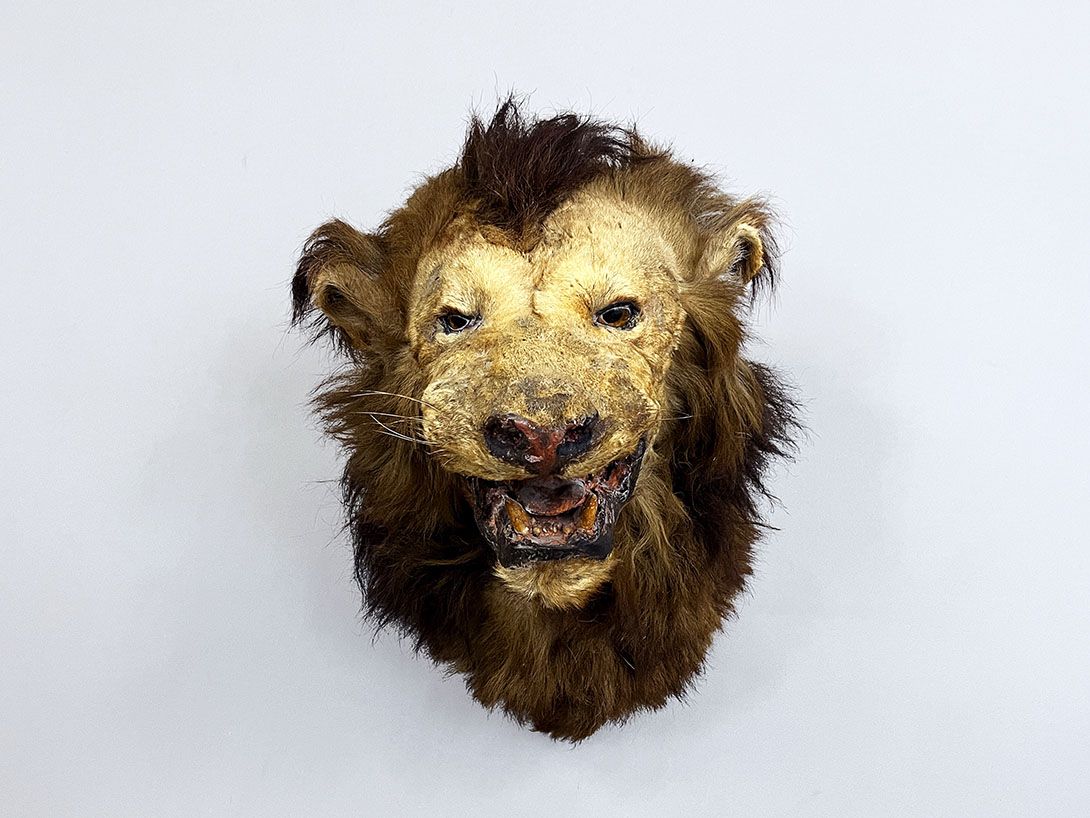 Foto Dilapidated Vintage Lion Head Trophy h60