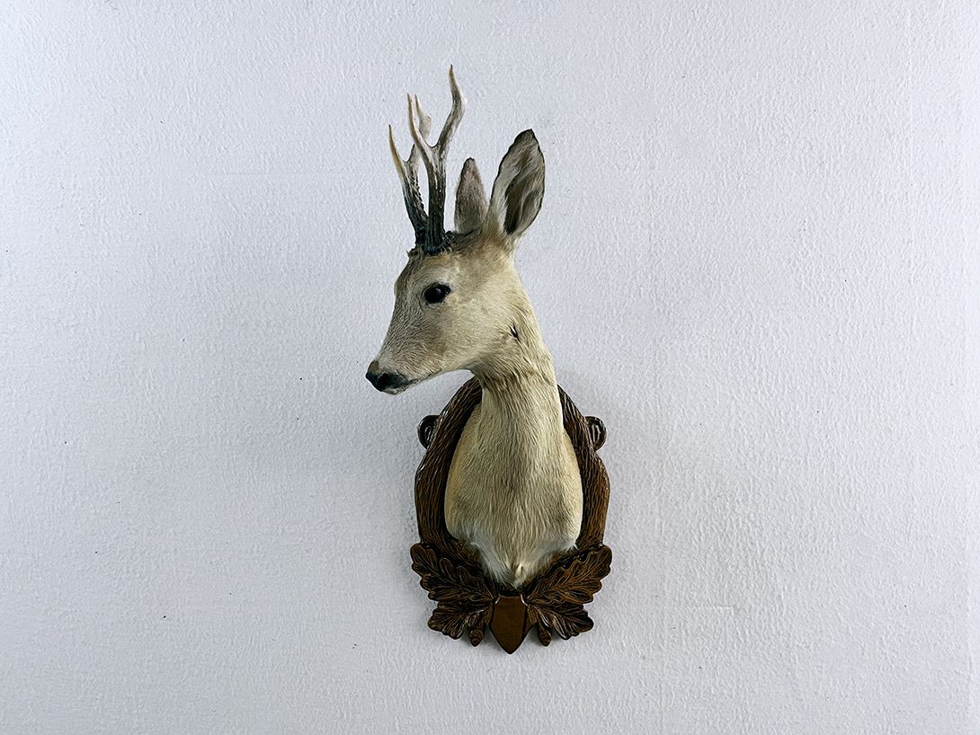 Foto Head of a Roebuck h70