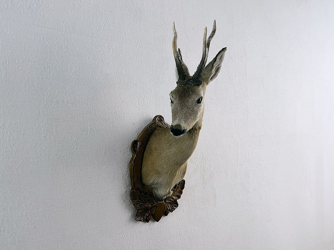 Foto Head of a Roebuck h70