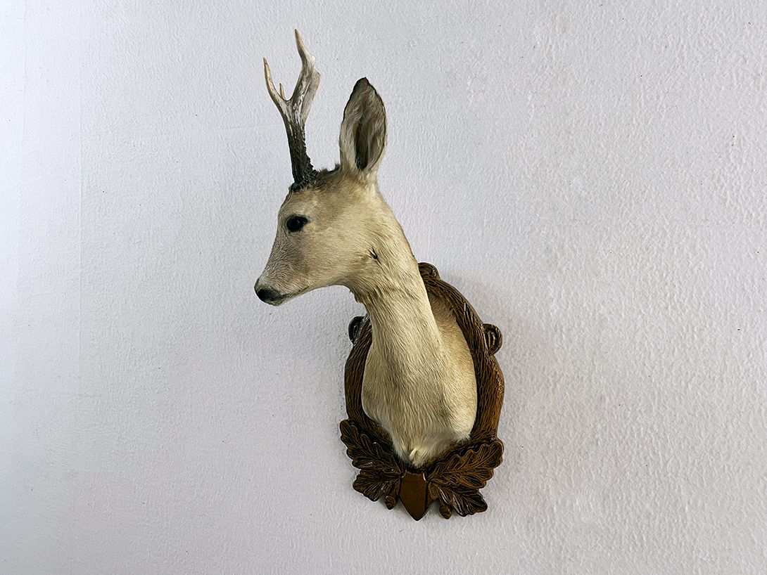 Foto Head of a Roebuck h70